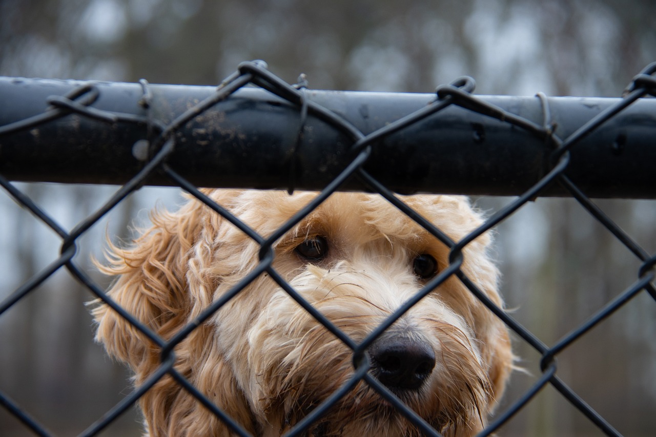 Why Goldendoodles Are So Popular